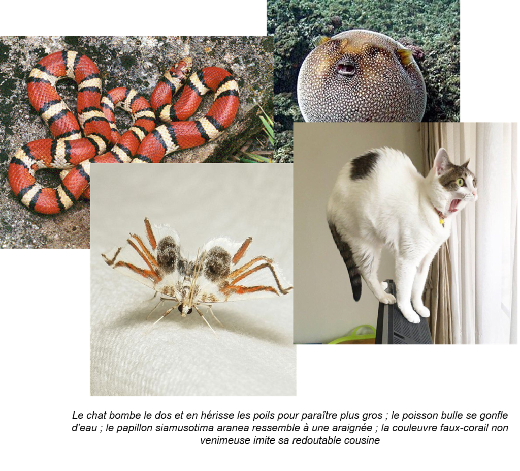 Aucun texte alternatif pour cette image